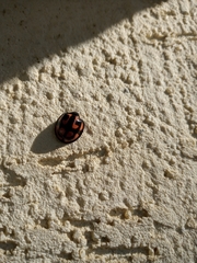 Aiolocaria hexaspilota