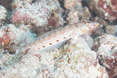 Parapercis clathrata