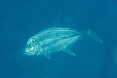 Caranx papuensis