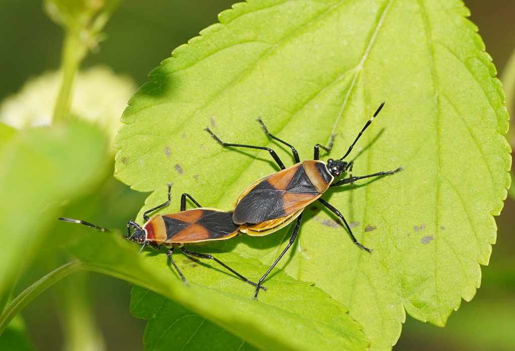 Harlequin Red Bug