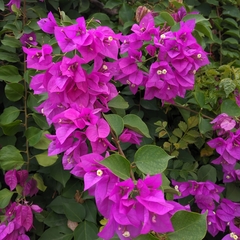 Bougainvillea