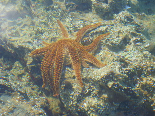 Eleven-armed Sea Star, photo 9 of 9