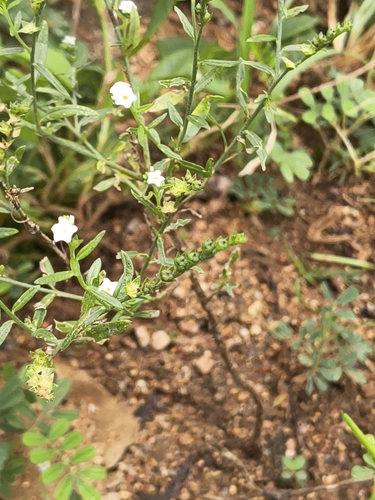 Euploca strigosa (Euploca strigosa)