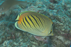 Chaetodon pelewensis