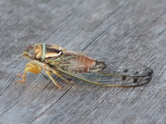Diceroprocta delicata