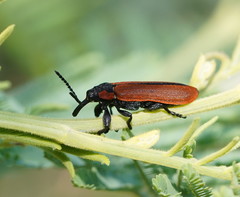 Rhinotia haemoptera