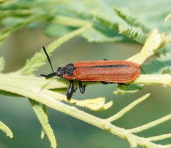 Rhinotia haemoptera