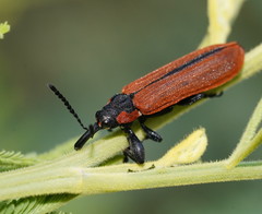 Rhinotia haemoptera
