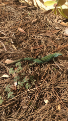 Podarcis pityusensis formenterae