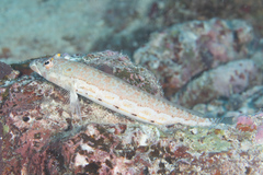 Parapercis clathrata