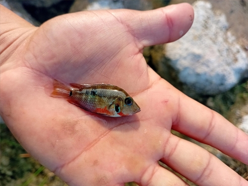 Firemouth (Thorichthys meeki) — Cichlidae — 2