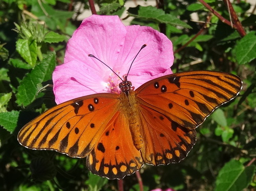 Gulf fritillary