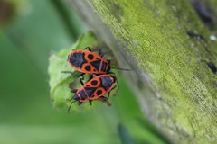 Pyrrhocoris apterus