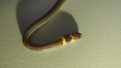 Calamaria pavimentata