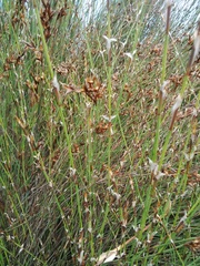 Restio impolitus
