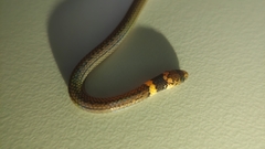 Calamaria pavimentata