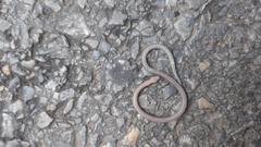 Calamaria pavimentata