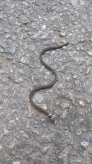 Calamaria pavimentata