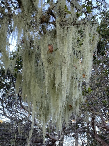 iNaturalist observation photo of lace lichen