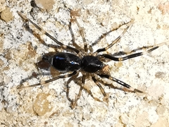 Liophrurillus flavitarsis