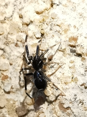 Liophrurillus flavitarsis