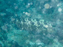 Epinephelus polyphekadion