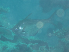 Pempheris oualensis