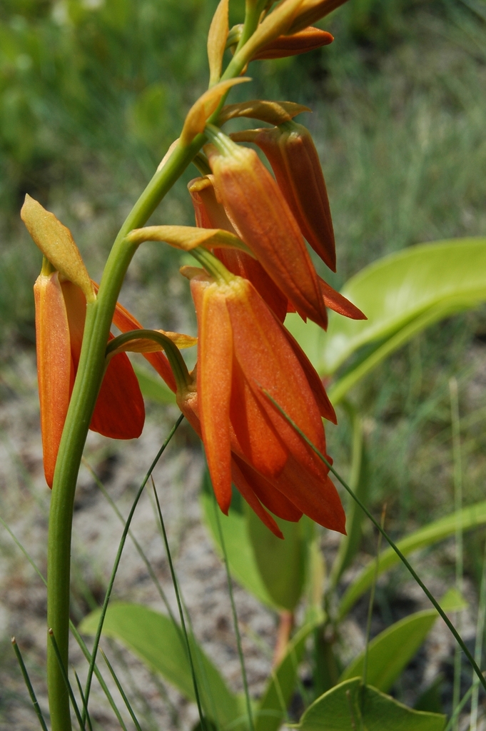 Orthochilus aurantiacus