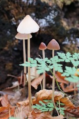 Parasola conopilea