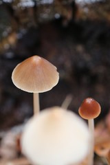 Parasola conopilea