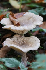 Clitocybe nebularis