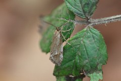 Diurnea lipsiella