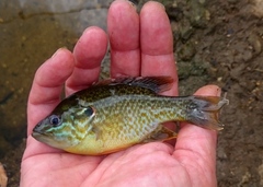 Lepomis gibbosus × cyanellus