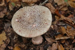 Amanita rubescens