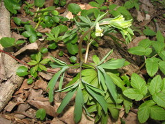 Corydalis cava marschalliana
