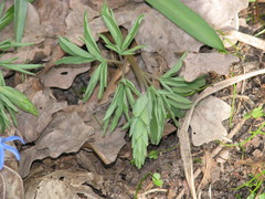 Corydalis cava marschalliana
