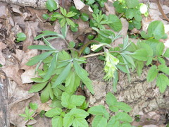 Corydalis cava marschalliana