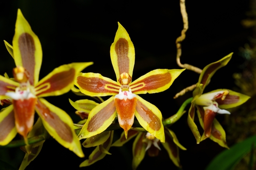 Oncidium mirandum, photograph 2