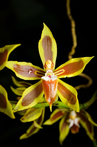 Oncidium mirandum, photograph 1