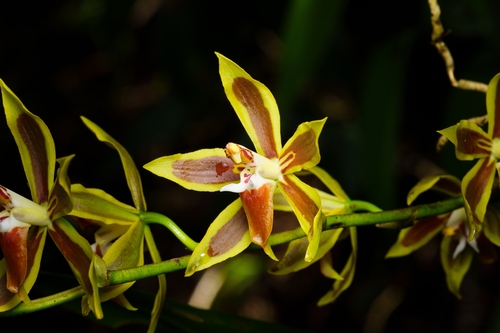 Oncidium mirandum, photograph 3