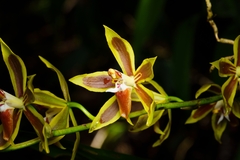 Oncidium mirandum, photograph (c) Daniel Mesa, some rights reserved (CC BY)