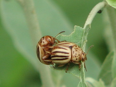 Leptinotarsa texana