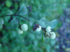 Symphoricarpos albus