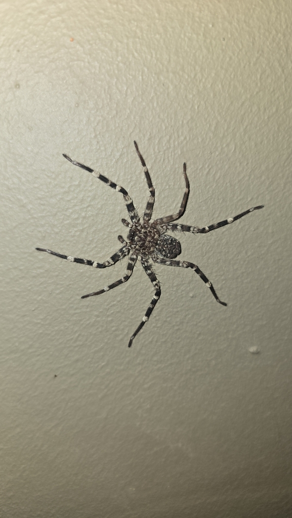 Selenops radiatus