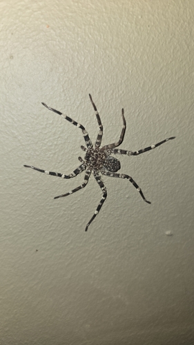 Selenops radiatus