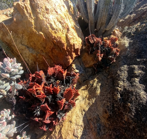 Haworthiopsis viscosa (Haworthiopsis viscosa)