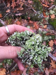 Cladonia turgida