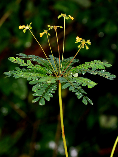 Biophytum sensitivum (L.) DC.