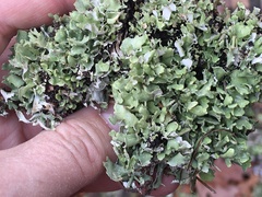 Cladonia turgida