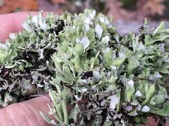 Cladonia turgida